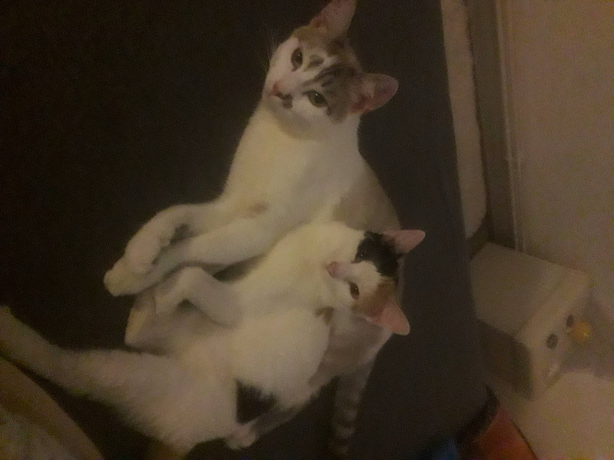 Sunday participe au concours pour gagner de l'argent avec cette photo : carnivore, cat, comfort, companion_dog, darkness, dog_breed, domestic_short_haired_cat, fawn, felidae, fur, paw, room, small_to_medium_sized_cats, snout, tail, whiskers