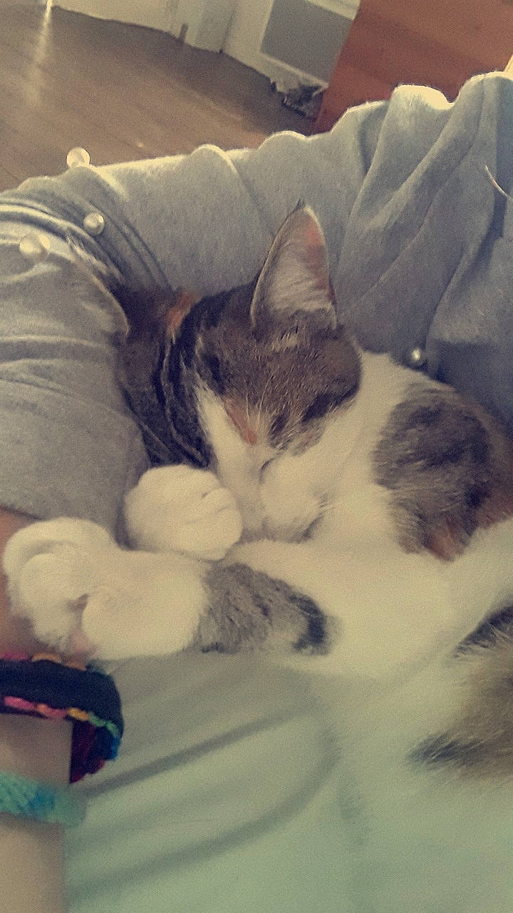 Moka participe au concours pour gagner de l'argent avec cette photo : bed, carnivore, cat, cloud, comfort, cumulus, domestic_short_haired_cat, eye, felidae, foot, fur, leg, linens, meteorological_phenomenon, paw, sky, small_to_medium_sized_cats, snout, tail, whiskers