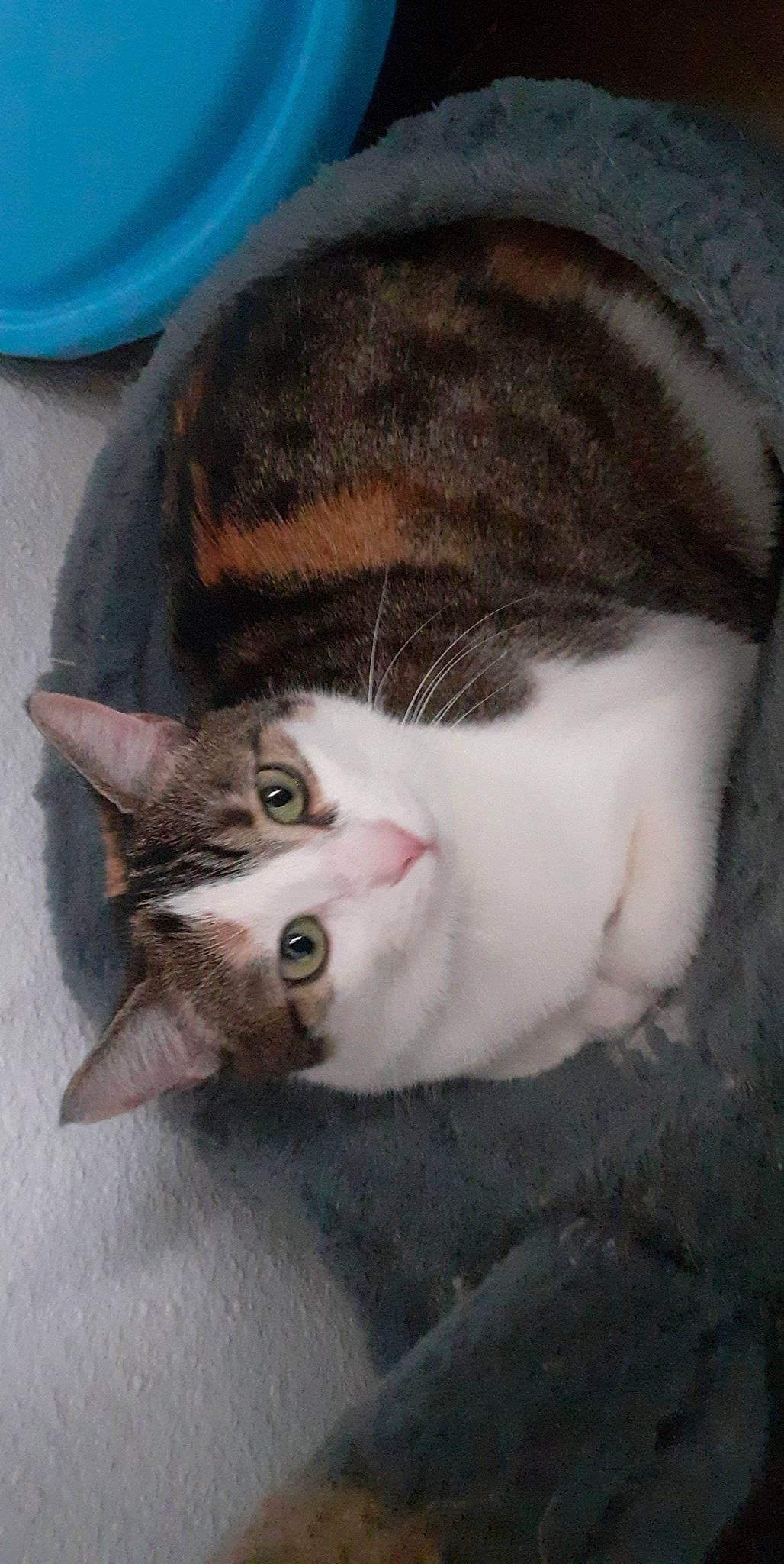 Moka a rejoint le concours — aidez-le/la à gagner de superbes lots ! carnivore, cat, domestic_short_haired_cat, ear, eye, felidae, fur, paw, small_to_medium_sized_cats, snout, tail, vertebrate, whiskers, window