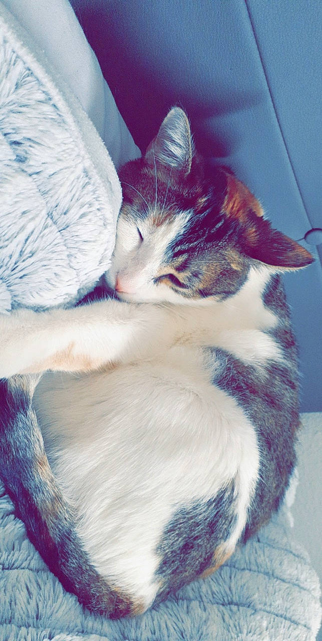 Moka a rejoint le concours — aidez-le/la à gagner de superbes lots ! carnivore, cat, claw, cloud, comfort, domestic_short_haired_cat, felidae, fur, human_leg, nap, paw, sky, sleep, small_to_medium_sized_cats, snout, tail, whiskers