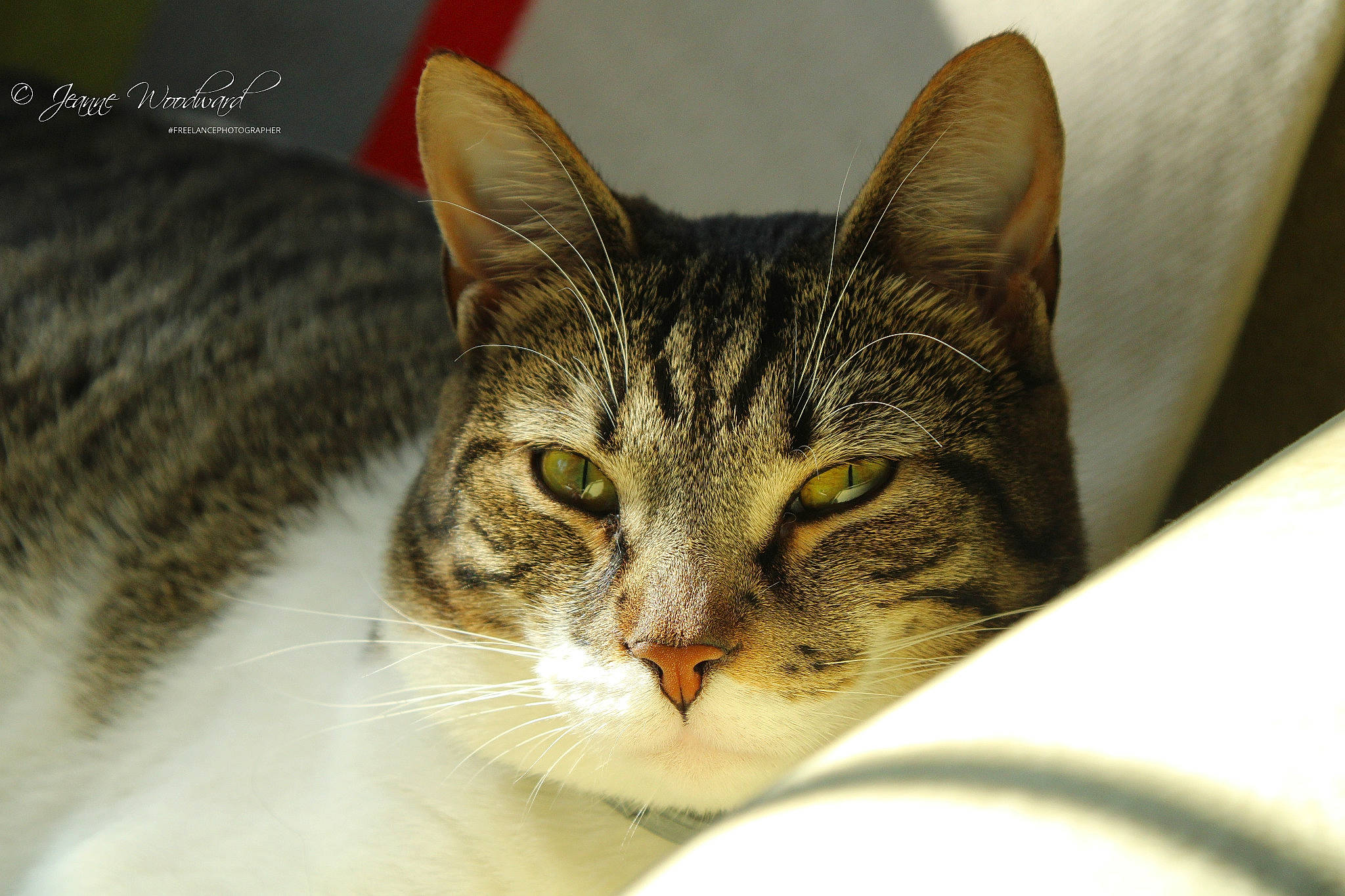 Poppy joined the competition — help win amazing prizes! carnivore, cat, domestic_short_haired_cat, felidae, fur, liver, small_to_medium_sized_cats, snout, tabby_cat, vertebrate, whiskers