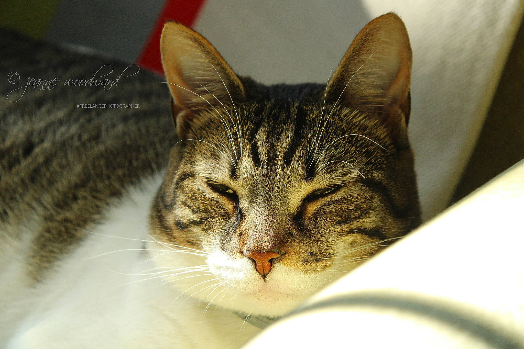 Poppy is registered to the contest to win money with this photo: carnivore, cat, domestic_short_haired_cat, felidae, fur, small_to_medium_sized_cats, snout, tabby_cat, vertebrate, whiskers