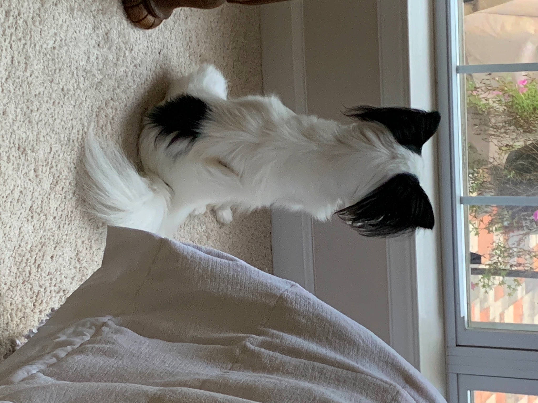 Ricky joined the competition — help win amazing prizes! canidae, carnivore, companion_dog, dog, dog_breed, sporting_group, tail