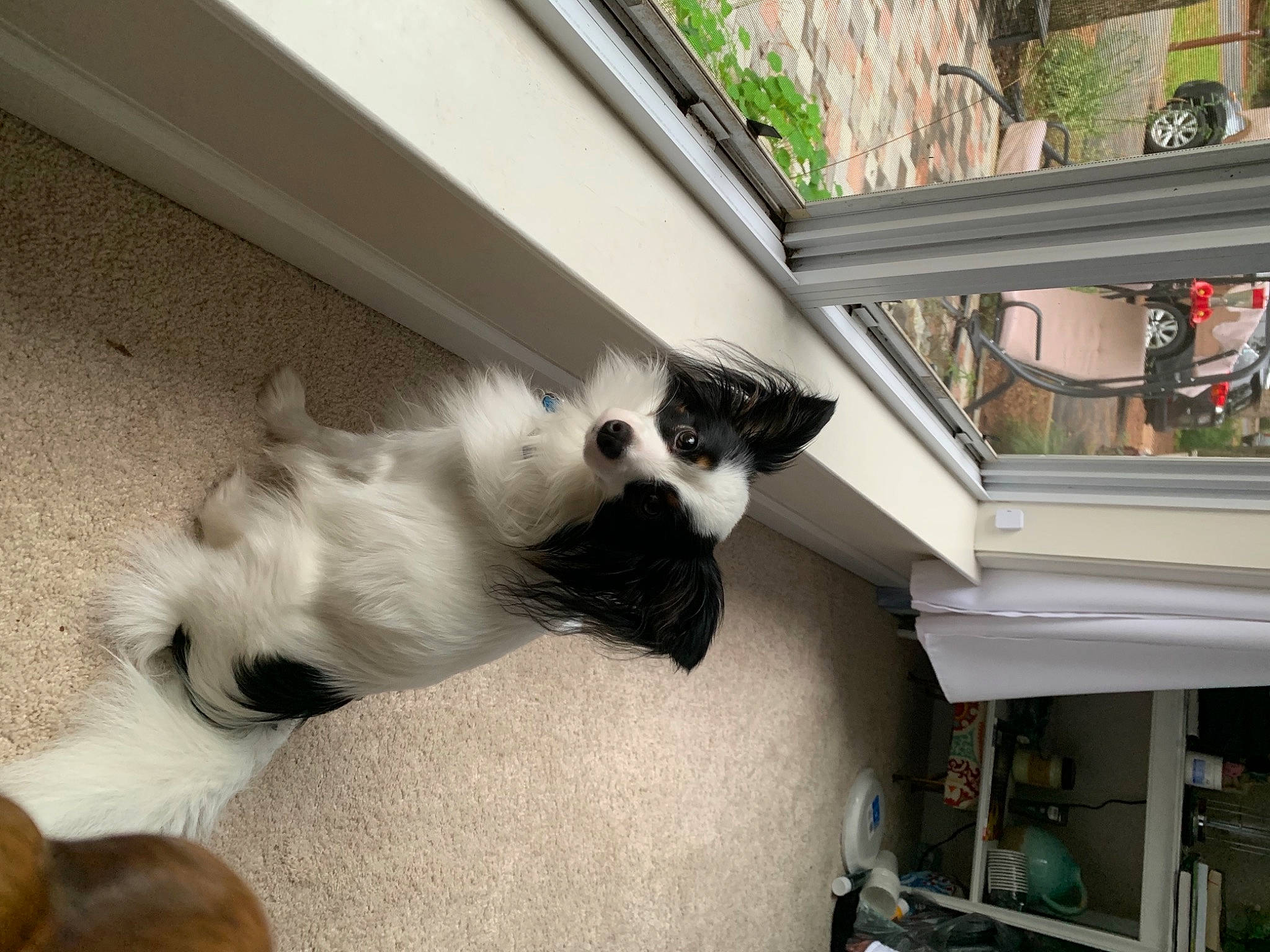 Ricky is registered to the contest to win money with this photo: canidae, carnivore, cat, companion_dog, felidae, fur, puppy, ragdoll, small_to_medium_sized_cats, whiskers