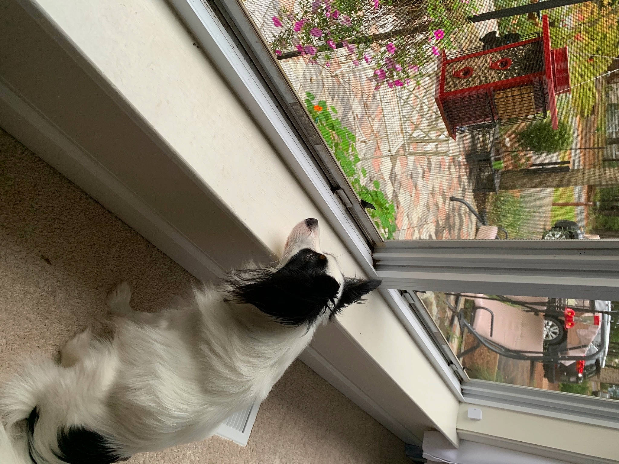 Ricky joined the competition — help win amazing prizes! balcony, canidae, carnivore, cat, companion_dog, dog, felidae, pug, small_to_medium_sized_cats, tail, toy_dog, west_highland_white_terrier, window