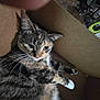 cat, cardboard_box, feline, indoor, pet, whiskers, fur, tabby, floor, curious, relaxed, two_cats, wooden_floor, domestic_animal, paw, closeup, household, animal, companion, living_room