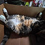 cat, cardboard_box, fluffy, paws, relaxed, indoor, pet, feline, striped, tabby, sleeping, belly_up, cozy, animal, whiskers, tail, domestic, cute, resting, fur