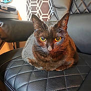 Bella joined the competition — help win amazing prizes! cat, black_cat, pet, animal, feline, chair, leather, quilted, indoor, closeup, fur, whiskers, ears, eyes, sitting, domestic_animal, cute, portrait, furniture, focused