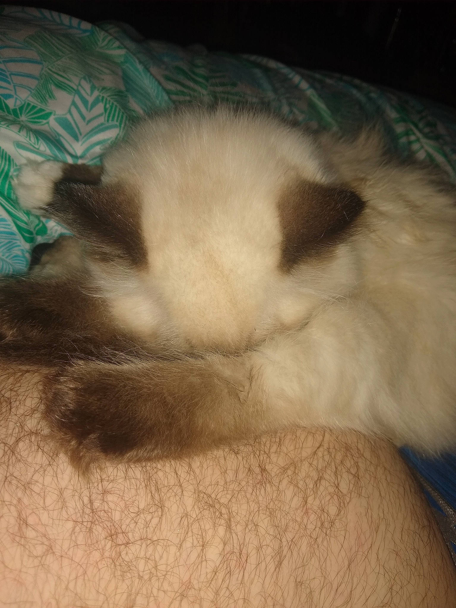 Gizmo joined the competition — help win amazing prizes! canidae, carnivore, cat, claw, cloud, comfort, companion_dog, dog_breed, fawn, felidae, fur, nap, paw, sky, small_to_medium_sized_cats, snout, sporting_group, tail, whiskers, wildlife