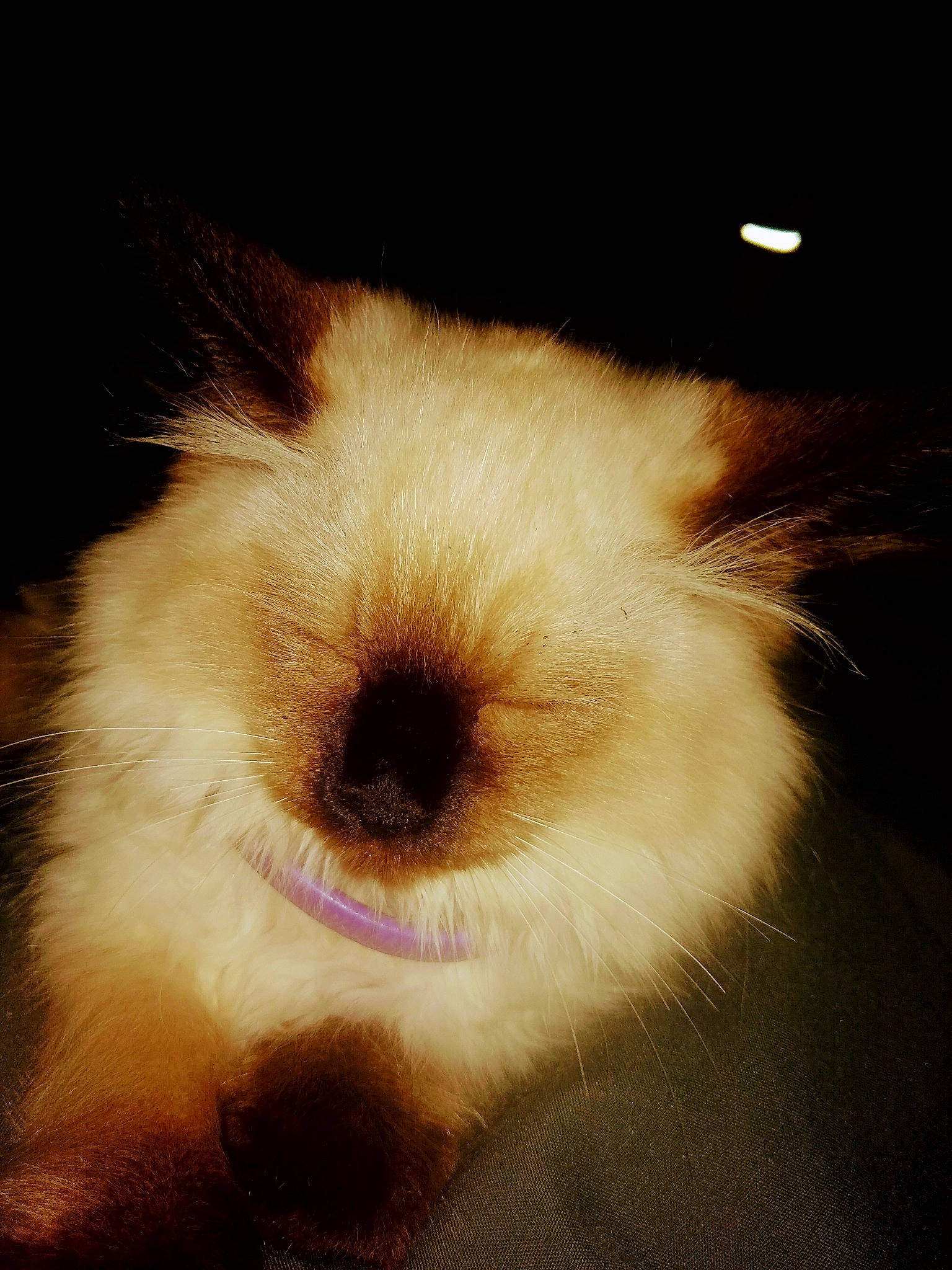 Gizmo is registered to the contest to win money with this photo: canidae, carnivore, companion_dog, darkness, dog_breed, ear, fur, macro_photography, paw, sky, snout, sporting_group, tail, terrestrial_animal, toy_dog, tree, whiskers