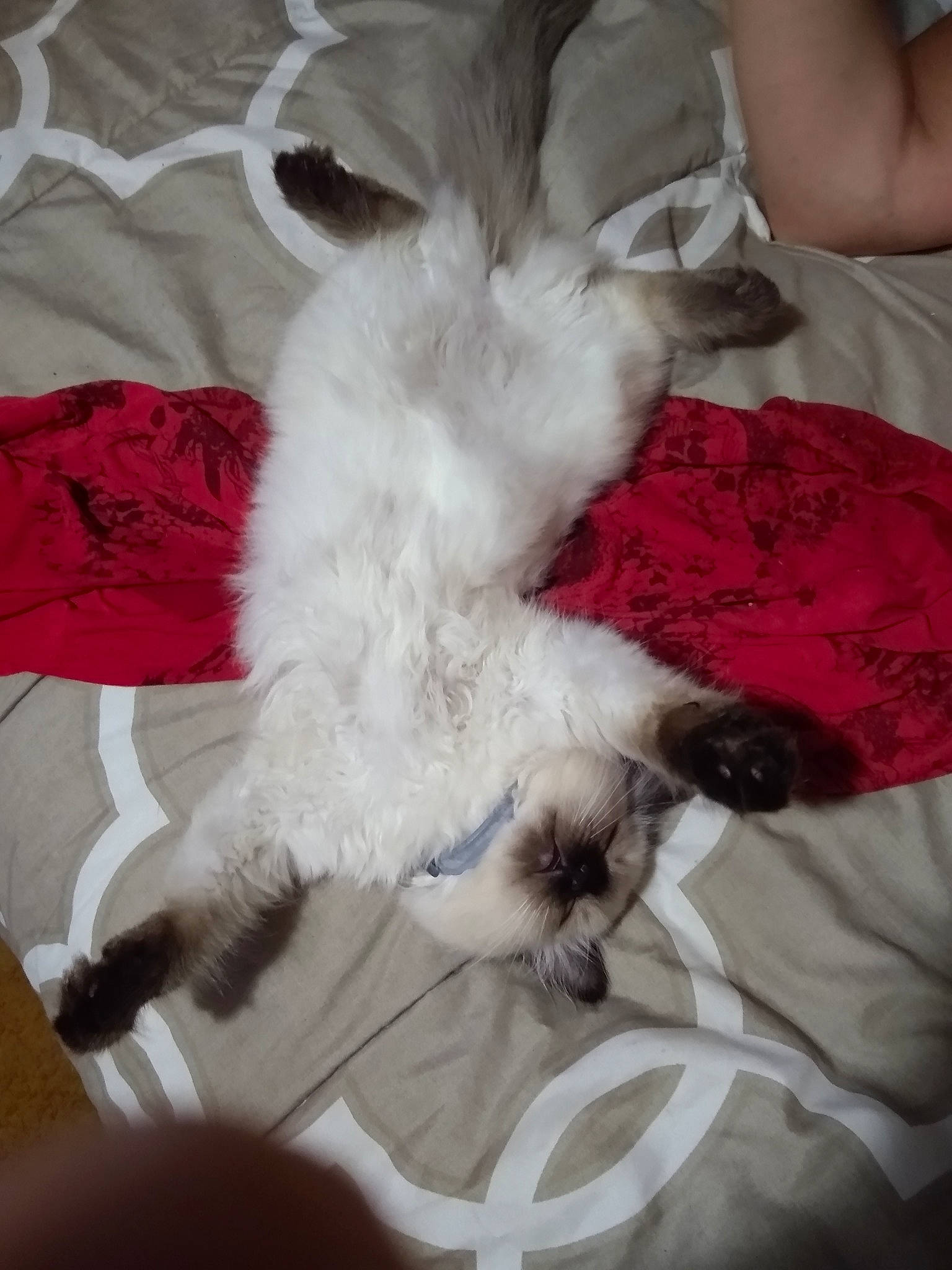 Gizmo is registered to the contest to win money with this photo: canidae, carnivore, claw, comfort, companion_dog, dog, dog_breed, ear, fawn, felidae, fur, linens, paw, small_to_medium_sized_cats, snout, sporting_group, tail, toy_dog, whiskers, working_animal