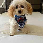 Louie joined the competition — help win amazing prizes! dog, small_dog, fluffy, bed, bandana, spiderman, pet, indoor, cute, white_bed, fur, ears, animal, portrait, looking_at_camera, standing, home, adorable, pet_accessory, canine