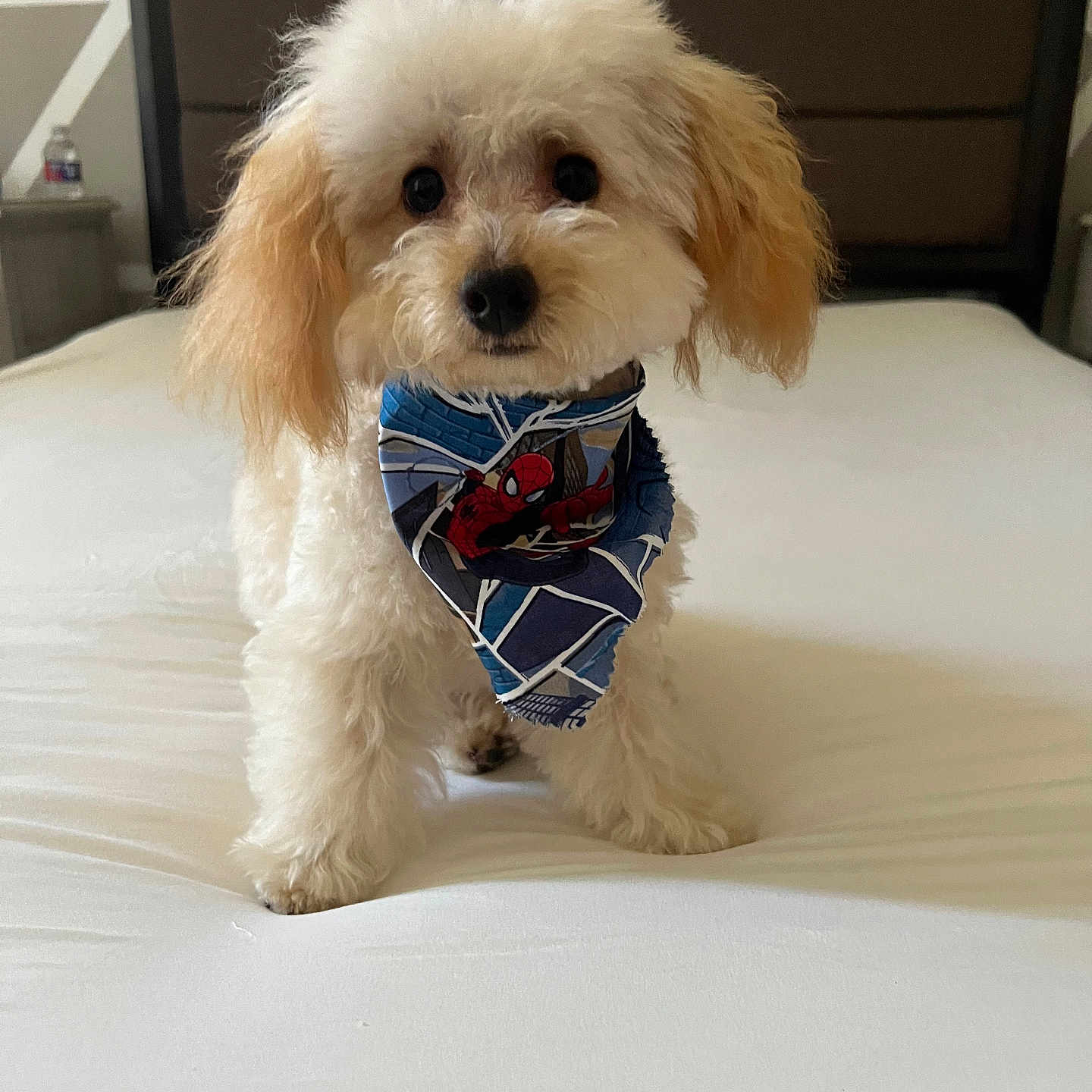 Louie joined the competition — help win amazing prizes! adorable, animal, bandana, bed, canine, cute, dog, ears, fluffy, fur, home, indoor, looking_at_camera, pet, pet_accessory, portrait, small_dog, spiderman, standing, white_bed