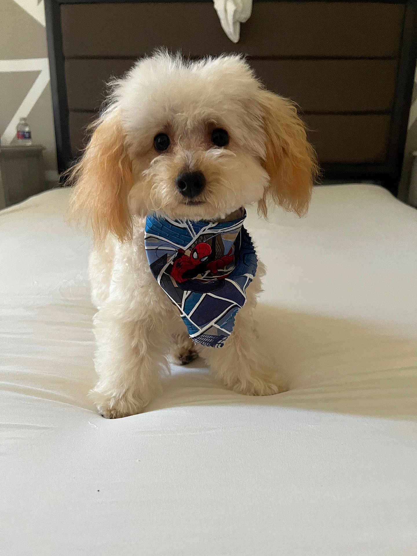 Louie joined the competition — help win amazing prizes! dog, small_dog, fluffy, bed, bandana, spiderman, pet, indoor, cute, white_bed, fur, ears, animal, portrait, looking_at_camera, standing, home, adorable, pet_accessory, canine