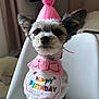 Milka participe au concours pour gagner de l'argent avec cette photo : dog, birthday_hat, birthday_bib, small_dog, pet, indoor, chair, table, white_chair, cute, celebration, animal, fur, paw, looking, face, ears, closeup, pet_accessory, birthday