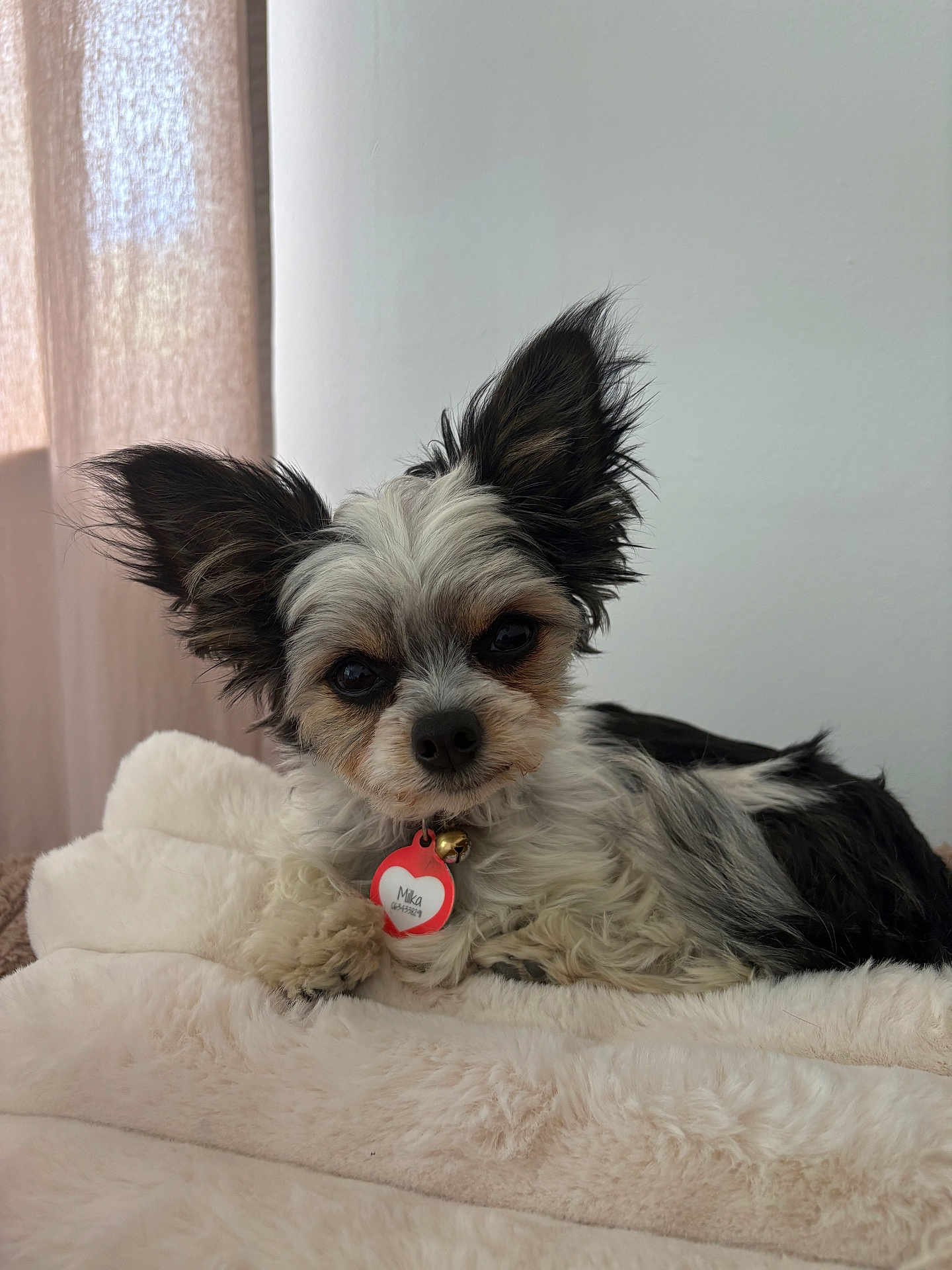 Milka a rejoint le concours — aidez-le/la à gagner de superbes lots ! dog, small_dog, pet, fluffy, ears, collar, tag, heart_shape, cute, indoors, blanket, white, fur, lying_down, looking_at_camera, cozy, natural_light, curtain, resting, companion