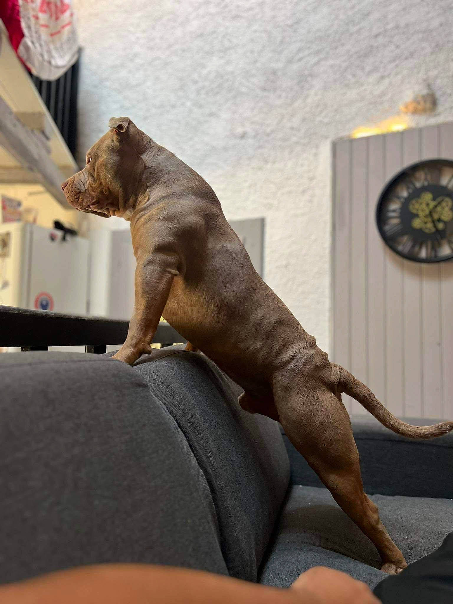 Adess a rejoint le concours — aidez-le/la à gagner de superbes lots ! art, canidae, carnivore, comfort, companion_dog, dog, dog_breed, fawn, felidae, guard_dog, human_leg, liver, room, sculpture, snout, sporting_group, tail, terrestrial_animal, wood, working_animal