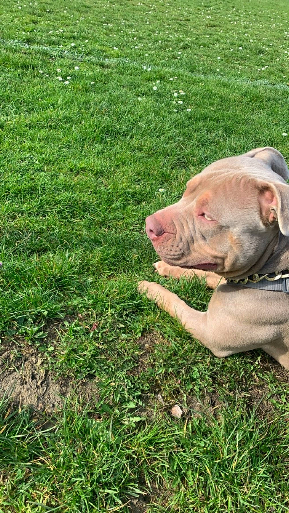 Adess participe au concours pour gagner de l'argent avec cette photo : dog_breed, domestic_pig, event, fawn, grass, grass_family, grassland, grazing, groundcover, landscape, liver, livestock, meadow, plant, snout, sporting_group, suidae, terrestrial_animal, working_animal, wrinkle