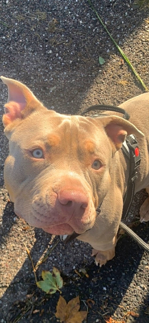 Adess participe au concours pour gagner de l'argent avec cette photo : carnivore, dog, dog_breed, fawn, grass, non_sporting_group, snout, sporting_group, suidae, terrestrial_animal, whiskers