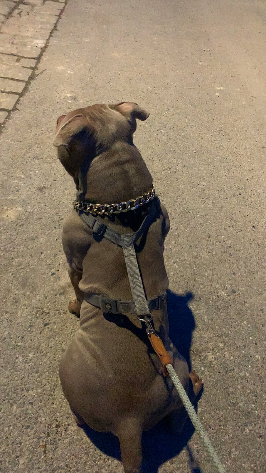 Adess a rejoint le concours — aidez-le/la à gagner de superbes lots ! canidae, carnivore, collar, companion_dog, dog, dog_breed, dog_collar, dog_supply, fawn, leash, luggage_and_bags, pet_supply, road_surface, sand, shadow, snout, sporting_group, tints_and_shades, working_animal, wrinkle