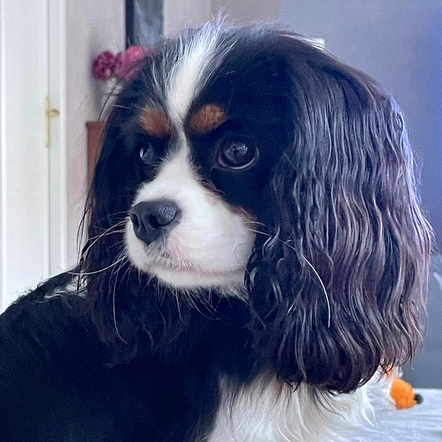 Belle participe au concours pour gagner de l'argent avec cette photo : animal, canine, cockerspaniel, dog, hound, papillon, pet, puppy, snout