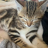 Flash a rejoint le concours — aidez-le/la à gagner de superbes lots ! cat, kitten, tabby, sleeping, cute, pet, animal, furry, striped, whiskers, ears, paws, indoor, blanket, couch, smartphone, close_up, portrait, relaxed, cozy