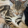 cat, kitten, tabby, sleeping, cute, pet, animal, furry, striped, whiskers, ears, paws, indoor, blanket, couch, smartphone, close_up, portrait, relaxed, cozy