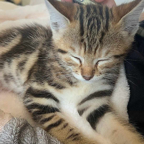 Flash a rejoint le concours — aidez-le/la à gagner de superbes lots ! cat, kitten, tabby, sleeping, cute, pet, animal, furry, striped, whiskers, ears, paws, indoor, blanket, couch, smartphone, close_up, portrait, relaxed, cozy