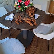 Venom participe au concours pour gagner de l'argent avec cette photo : dog, table, flower_arrangement, chair, wooden_floor, indoor, pet, furniture, modern, decor, relaxed, canine, brown_dog, white_chair, wood_table, domestic, living_room, cozy, floral, houseplant