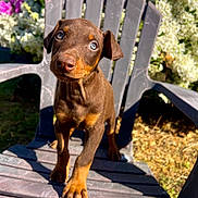 Rox participe au concours pour gagner de l'argent avec cette photo : puppy, dog, brown, plastic_chair, outdoor, flowers, greenery, sunlight, cute, pet, animal, young_dog, nature, garden, summer, playful, small, adorable, looking_up, sitting