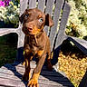 puppy, dog, brown, plastic_chair, outdoor, flowers, greenery, sunlight, cute, pet, animal, young_dog, nature, garden, summer, playful, small, adorable, looking_up, sitting