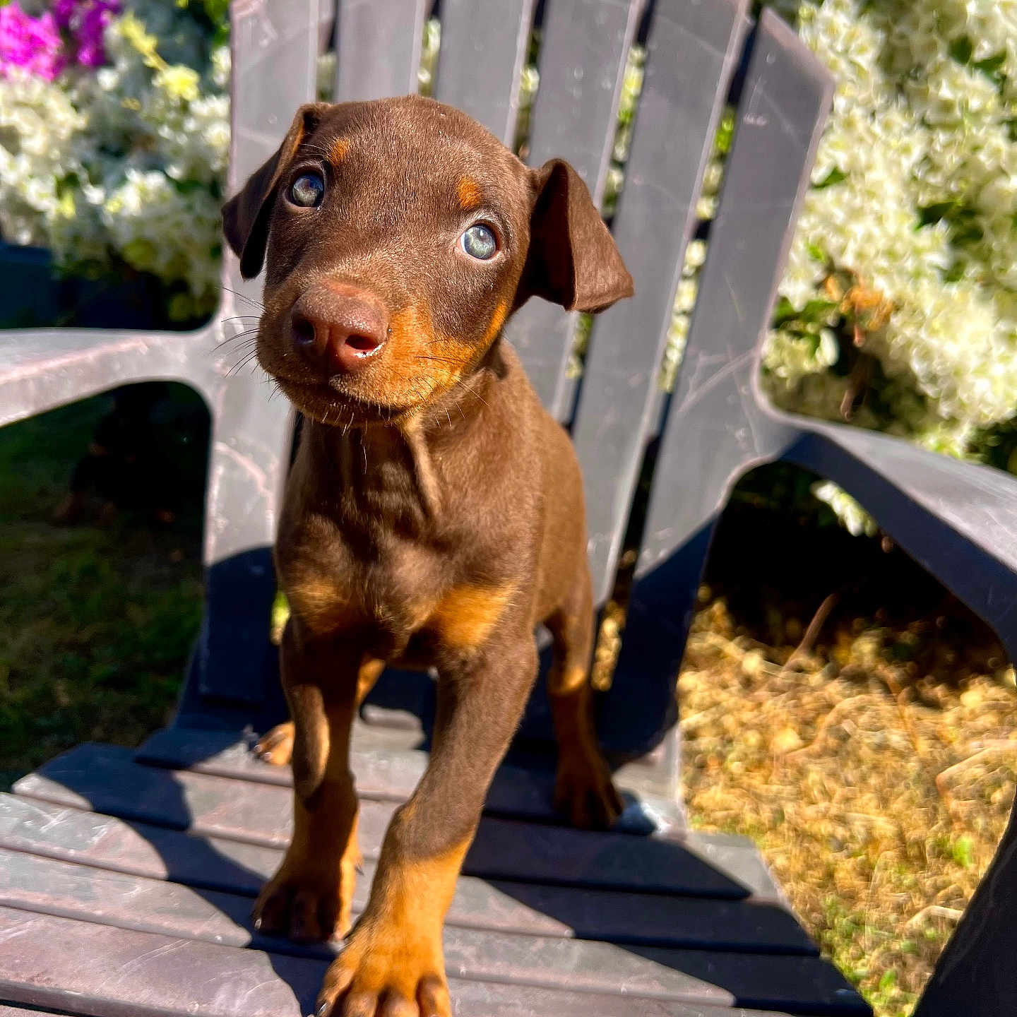 Rox participe au concours pour gagner de l'argent avec cette photo : puppy, dog, brown, plastic_chair, outdoor, flowers, greenery, sunlight, cute, pet, animal, young_dog, nature, garden, summer, playful, small, adorable, looking_up, sitting