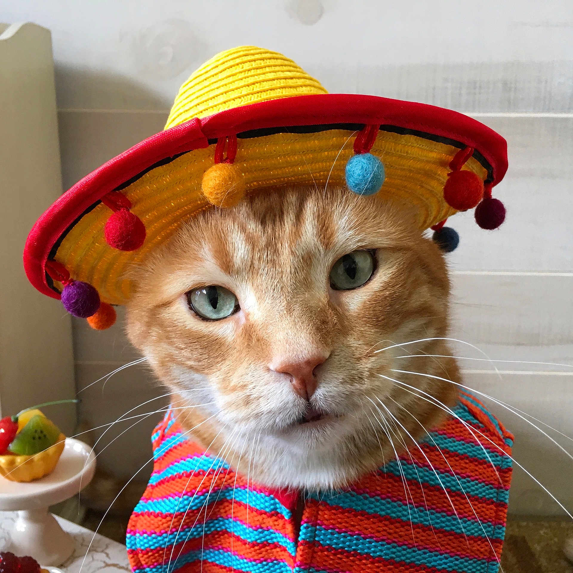 Jack is registered to the contest to win money with this photo: carnivore, cat, costume, costume_hat, fashion_accessory, felidae, hat, headgear, party_hat, party_supply, small_to_medium_sized_cats, sombrero, tabby_cat, whiskers