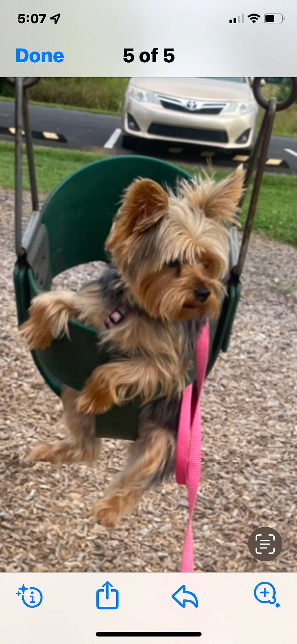 Bella joined the competition — help win amazing prizes! australian_terrier, canidae, carnivore, collar, companion_dog, dog, dog_breed, dog_supply, fashion_accessory, fawn, fur, leash, liver, small_terrier, snout, sporting_group, terrier, toy_dog, vehicle, yorkshire_terrier
