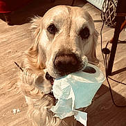 R-Nest a rejoint le concours — aidez-le/la à gagner de superbes lots ! dog, golden_retriever, toilet_paper, indoor, wooden_floor, red_chair, pet, animal, curious, mischievous, fur, canine, chewing, guilty_look, household, collar, closeup, portrait, playful, mess