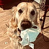 dog, golden_retriever, toilet_paper, indoor, wooden_floor, red_chair, pet, animal, curious, mischievous, fur, canine, chewing, guilty_look, household, collar, closeup, portrait, playful, mess