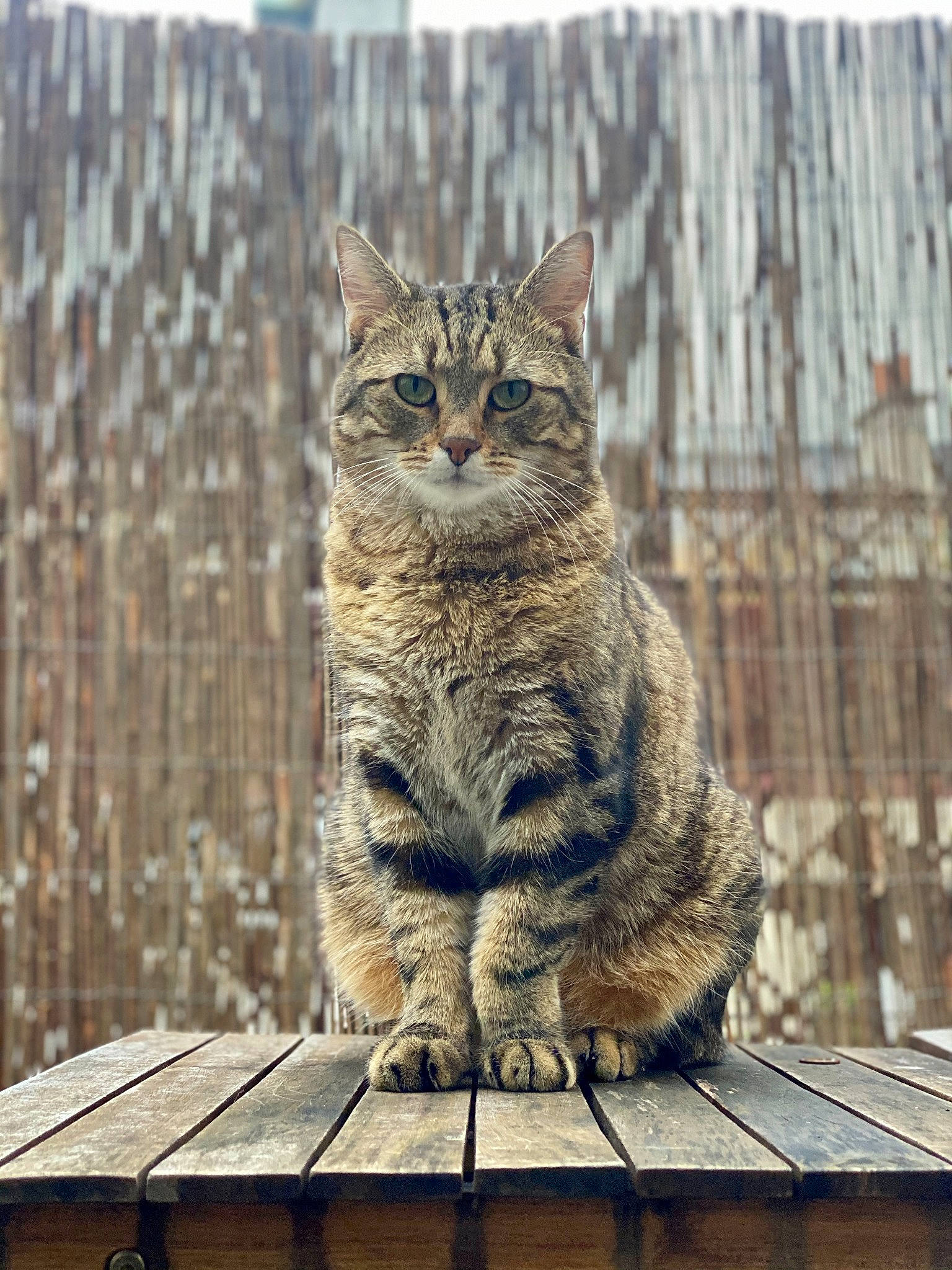 Griffith a rejoint le concours — aidez-le/la à gagner de superbes lots ! bobcat, carnivore, cat, domestic_short_haired_cat, felidae, fur, grass, grey, lynx, sitting, small_to_medium_sized_cats, snout, tail, terrestrial_animal, tree, twig, whiskers, wildlife, winter, wood