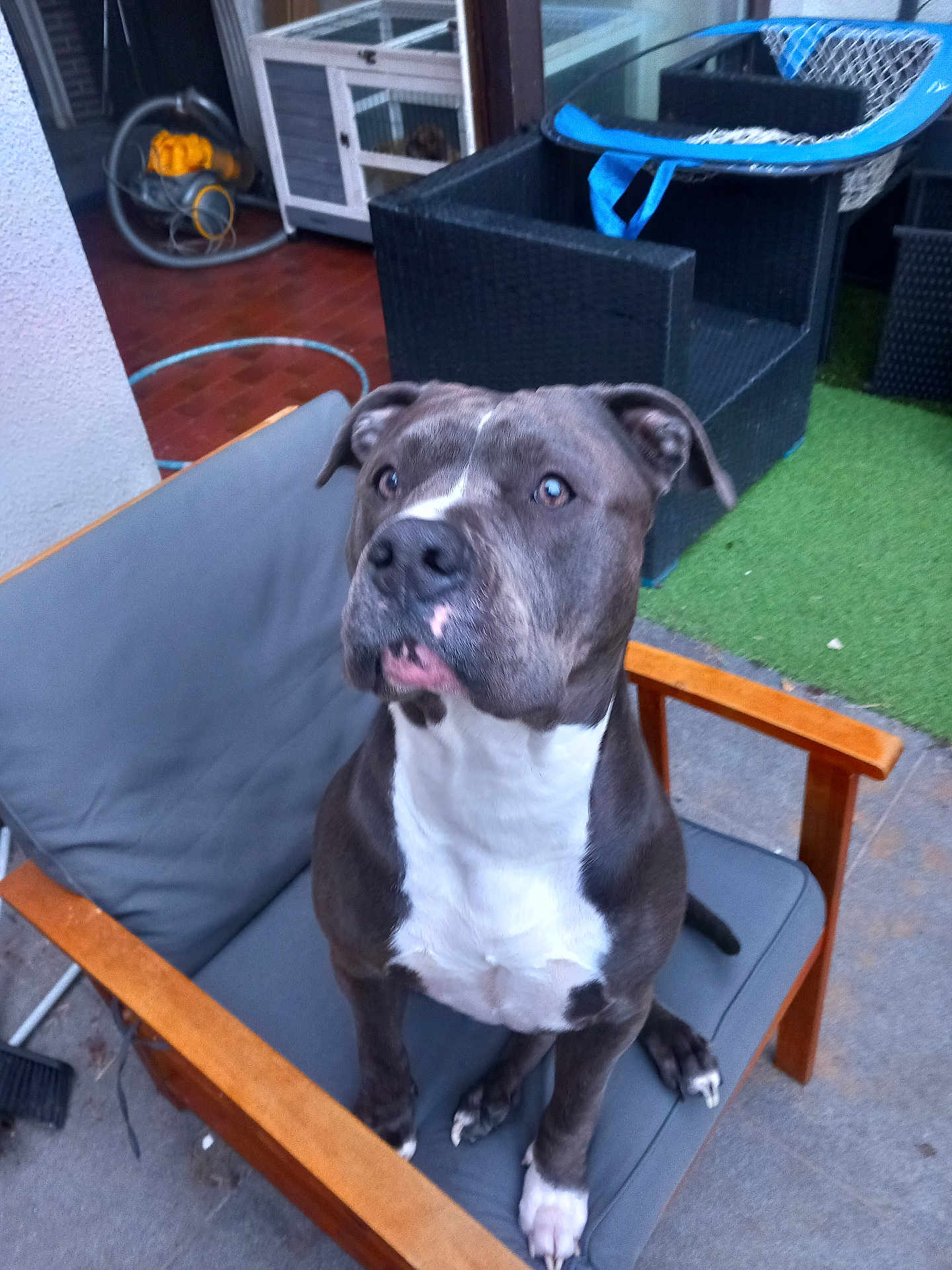 Nikita participe au concours pour gagner de l'argent avec cette photo : dog, pet, animal, chair, outdoor, cushion, wood, black_and_white, seated, alert, fur, paw, face, looking, domestic_animal, canine, backyard, furniture, daylight, curious