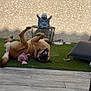 dog, grass, toy, statue, table, wall, outdoor, playful, pet, happy, mouth_open, tongue_out, relaxing, fence, sunlight, shadow, lawn, smile, cheerful, paw