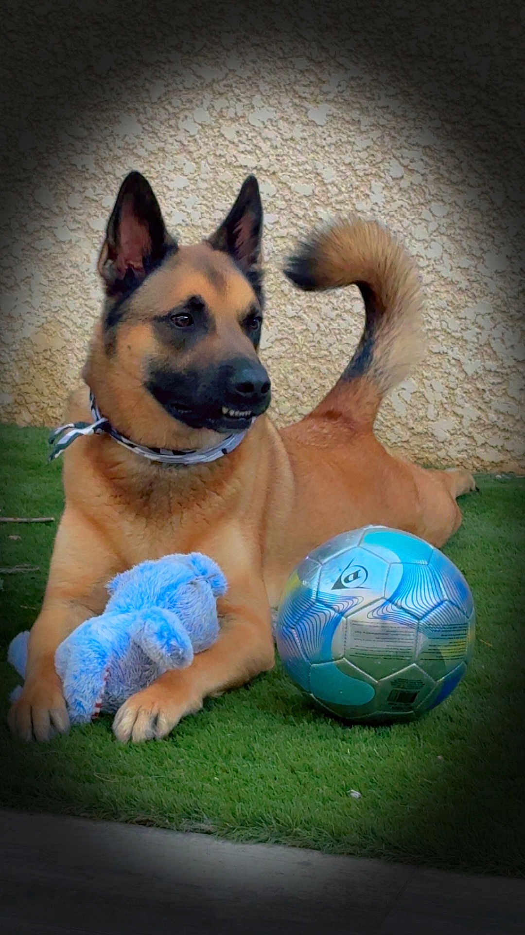 Saïko participe au concours pour gagner de l'argent avec cette photo : dog, toy, plush_toy, soccer_ball, grass, outdoor, pet, animal, brown_dog, collar, playful, lying_down, fur, ears, tail, curious, texture, background, paw, side_view