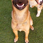 Saïko participe au concours pour gagner de l'argent avec cette photo : dog, smiling, grass, outdoor, pet, canine, animal, playful, happy, fur, collar, ears, sitting, brown_dog, spotted_dog, two_dogs, nature, daylight, park, leash