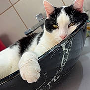 Bebou participe au concours pour gagner de l'argent avec cette photo : cat, black_and_white, bowl, paw, relaxed, sleepy, indoor, kitchen, countertop, tile_wall, close_up, pet, feline, marble_pattern, domestic_cat, white_paw, black_spots, whiskers, ears, face