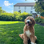 Bella joined the competition — help win amazing prizes! backyard, canine, curly_fur, daytime, dog, flower, grass, greenery, happy, house, nature, outdoor, pet, playful, shrub, sitting, summer, sunny, tongue_out, yard