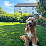 backyard, canine, curly_fur, daytime, dog, flower, grass, greenery, happy, house, nature, outdoor, pet, playful, shrub, sitting, summer, sunny, tongue_out, yard