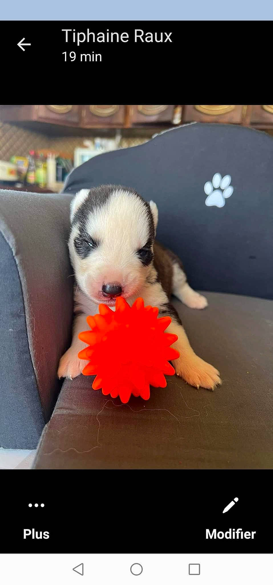 Jamy participe au concours pour gagner de l'argent avec cette photo : carmine, carnivore, comfort, companion_dog, dog_breed, fawn, felidae, ferret, flooring, fur, mustelidae, panda, paw, snout, stuffed_toy, tail, toy, toy_dog, vertebrate, whiskers