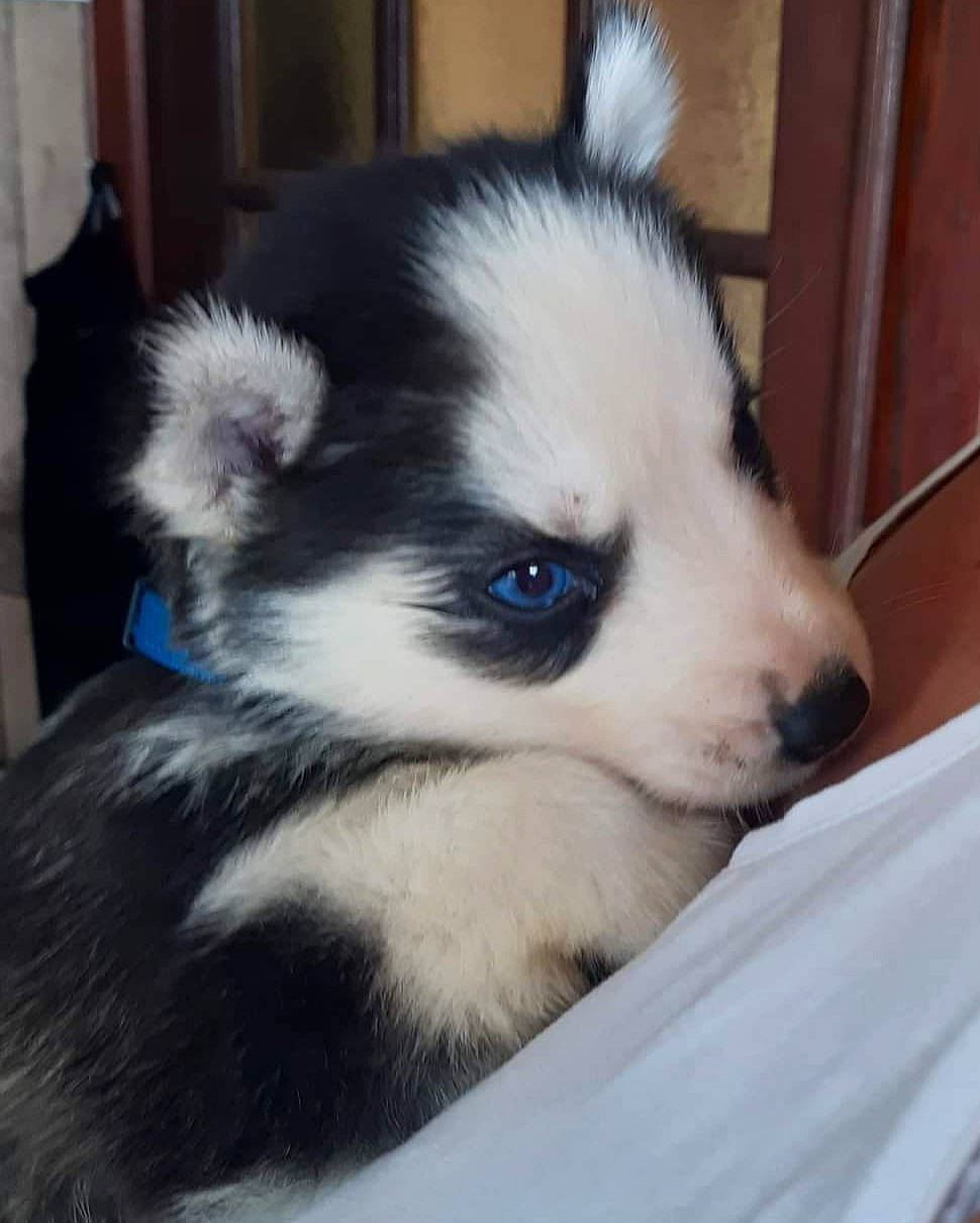 Jamy a rejoint le concours — aidez-le/la à gagner de superbes lots ! canidae, carnivore, companion_dog, dog, dog_breed, eye, fawn, fur, german_spitz, german_spitz_mittel, head, non_sporting_group, snout, sporting_group, terrestrial_animal, toy_dog, volpino_italiano, whiskers, working_animal, working_dog