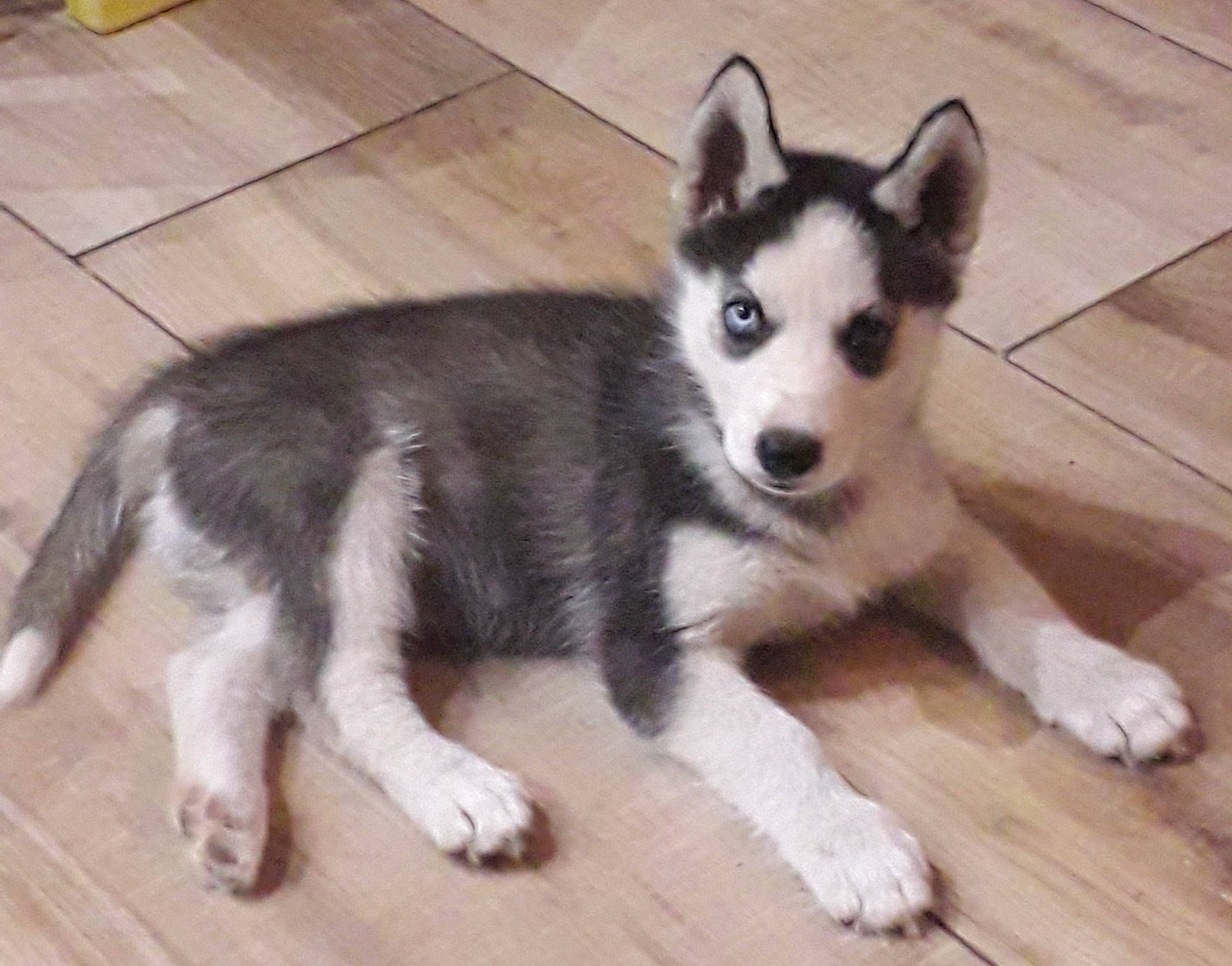 Jamy participe au concours pour gagner de l'argent avec cette photo : ancient_dog_breeds, canidae, canis, carnivore, companion_dog, dog, dog_breed, flooring, fur, hardwood, siberian_husky, sled_dog, snout, sporting_group, tail, terrestrial_animal, wood, wood_stain, working_animal, working_dog