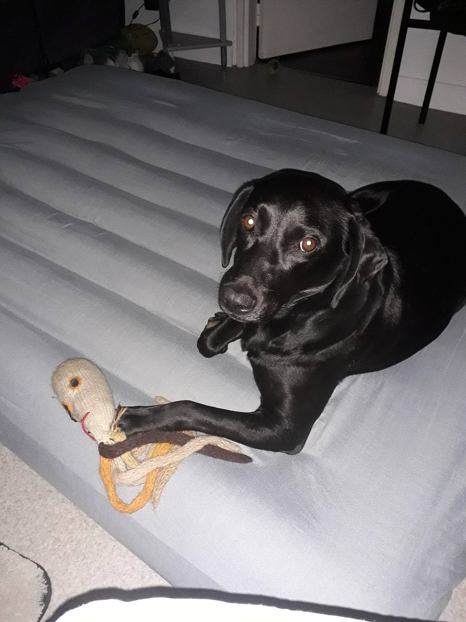 Milan participe au concours pour gagner de l'argent avec cette photo : canidae, carnivore, dog, dog_breed, guard_dog, hunting_dog, labrador_retriever, lurcher, pointer, retriever, sporting_group