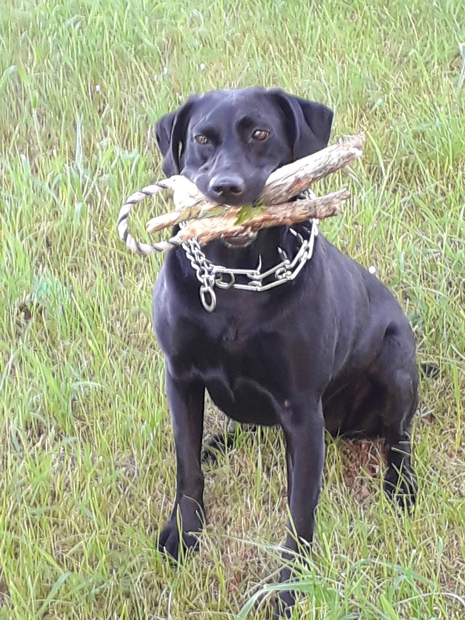 Milan participe au concours pour gagner de l'argent avec cette photo : beagador, blue_lacy, borador, canidae, carnivore, dog, dog_breed, field_trial, grass, hunting_dog, labrador_retriever, mammal, patterdale_terrier, pointing_breed, rare_breed_dog, retriever, sporting_group, vertebrate