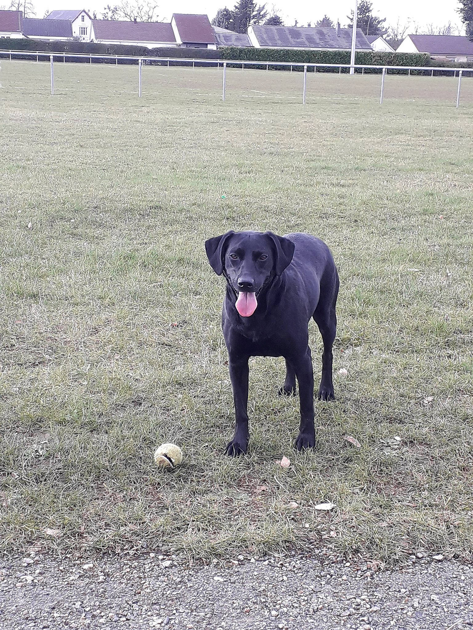 Milan a rejoint le concours — aidez-le/la à gagner de superbes lots ! borador, canidae, carnivore, dog, dog_breed, grass, hunting_dog, labrador_retriever, mammal, obedience_training, patterdale_terrier, plant, pointing_breed, retriever, sky, snout, sporting_group, tail